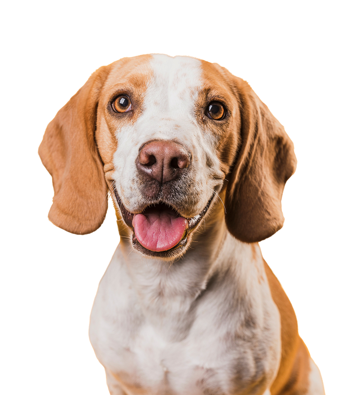 Pies w salonie groomerskim