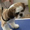 Pies shih tzu